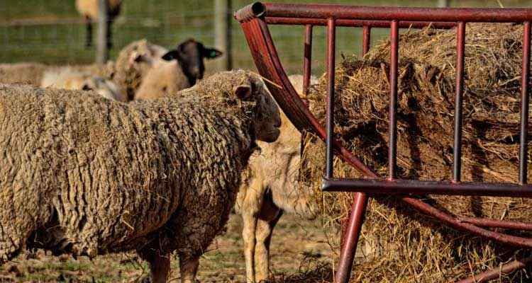 Барана сена. Кормушка для овец для сена. Кормление овец. Баран и сено. Ясли для овец.