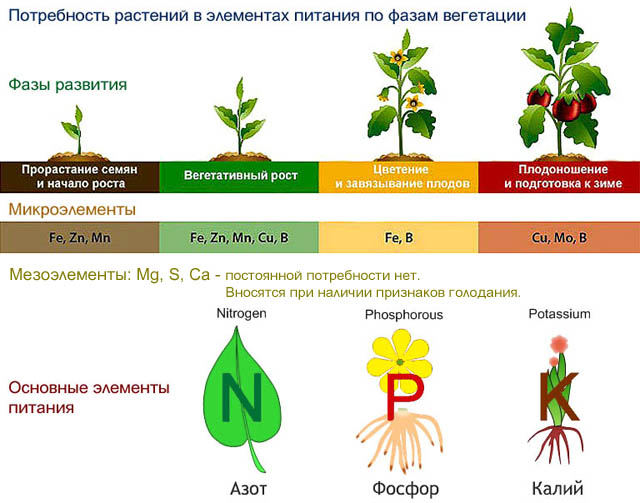 Выберите верное утверждение о минеральном питании растений. Схемы подкормок растений. Микроэлементы для растений. Удобрения для растений. Микроэлементы необходимые для растений.